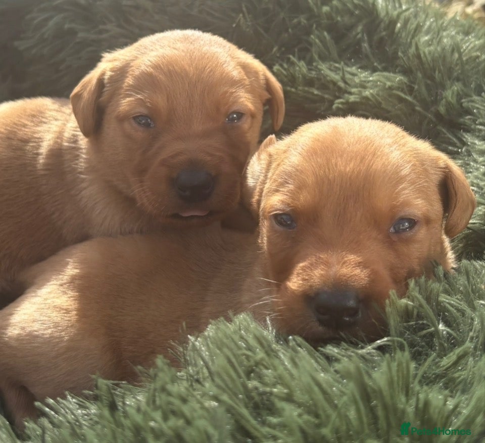 Labrador Retriever dogs 🐾 8 beautiful Labrador puppies  - Advert 4