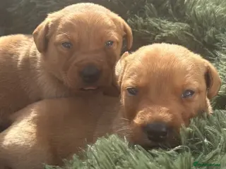 Labrador Retriever dogs 🐾 8 beautiful Labrador puppies - Advert 4