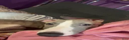 Whippet dogs for sale: Male whippet in Keighley - Advert 5