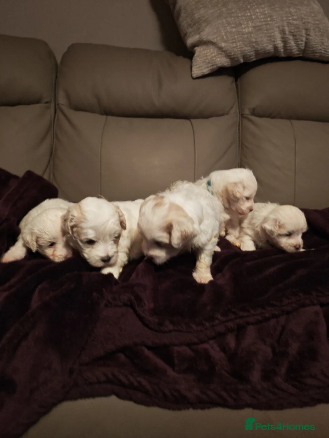 Mixed Breed dogs for sale: Maltipoo x Coton de Tulear Puppies – 5 Males - Advert 21