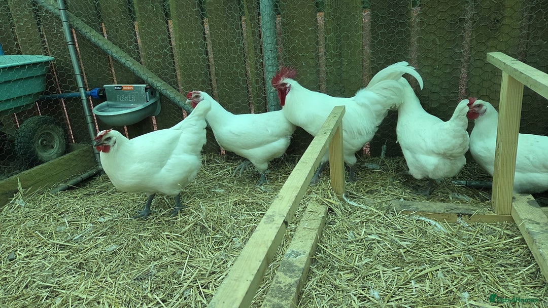 Chickens poultry for sale: Pure Breed Brahma & Bresse Chicken Chicks - Image 3