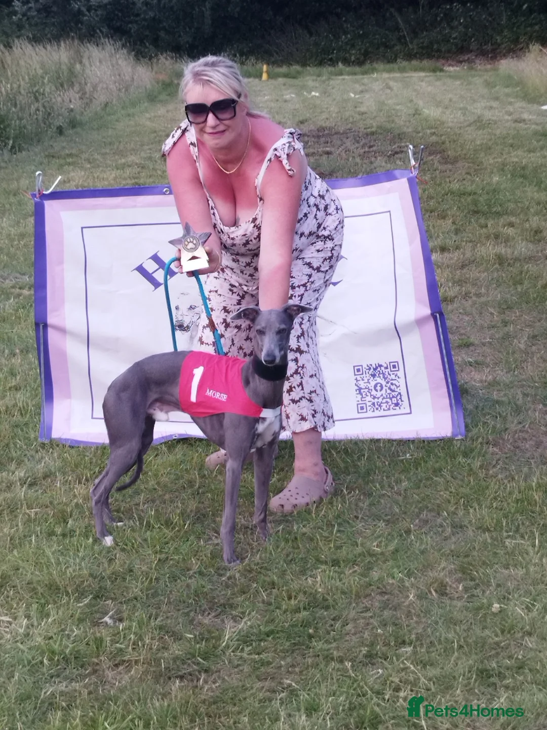 Whippet dogs for stud: Morse - KC Blue Pedigree whippet  - Advert 2