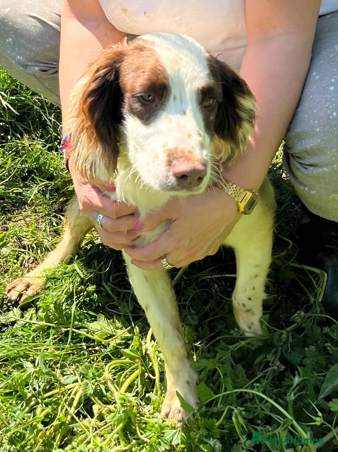 English Springer Spaniel dogs for adoption: Springer Spaniel nine months old, Tino in Matlock - Advert 10
