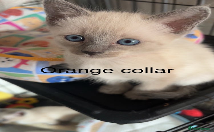 Ragamese cats - Advert 1