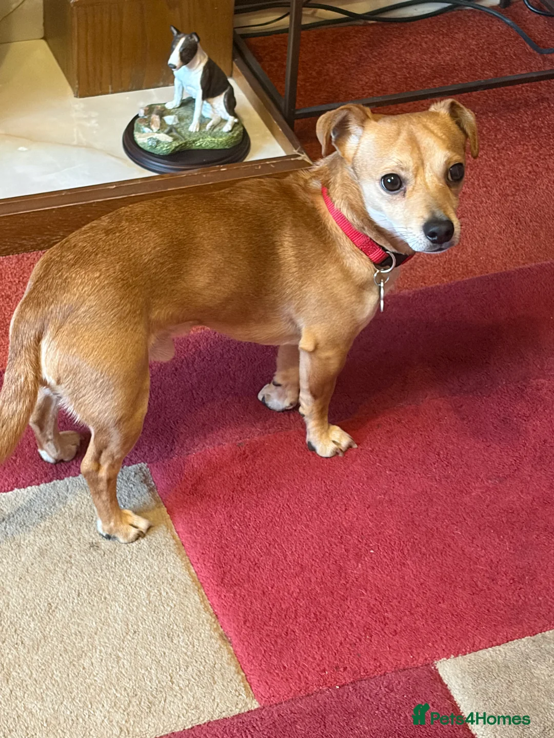 Jack Chi dogs for stud: Jack chi ready for stud - Advert 3