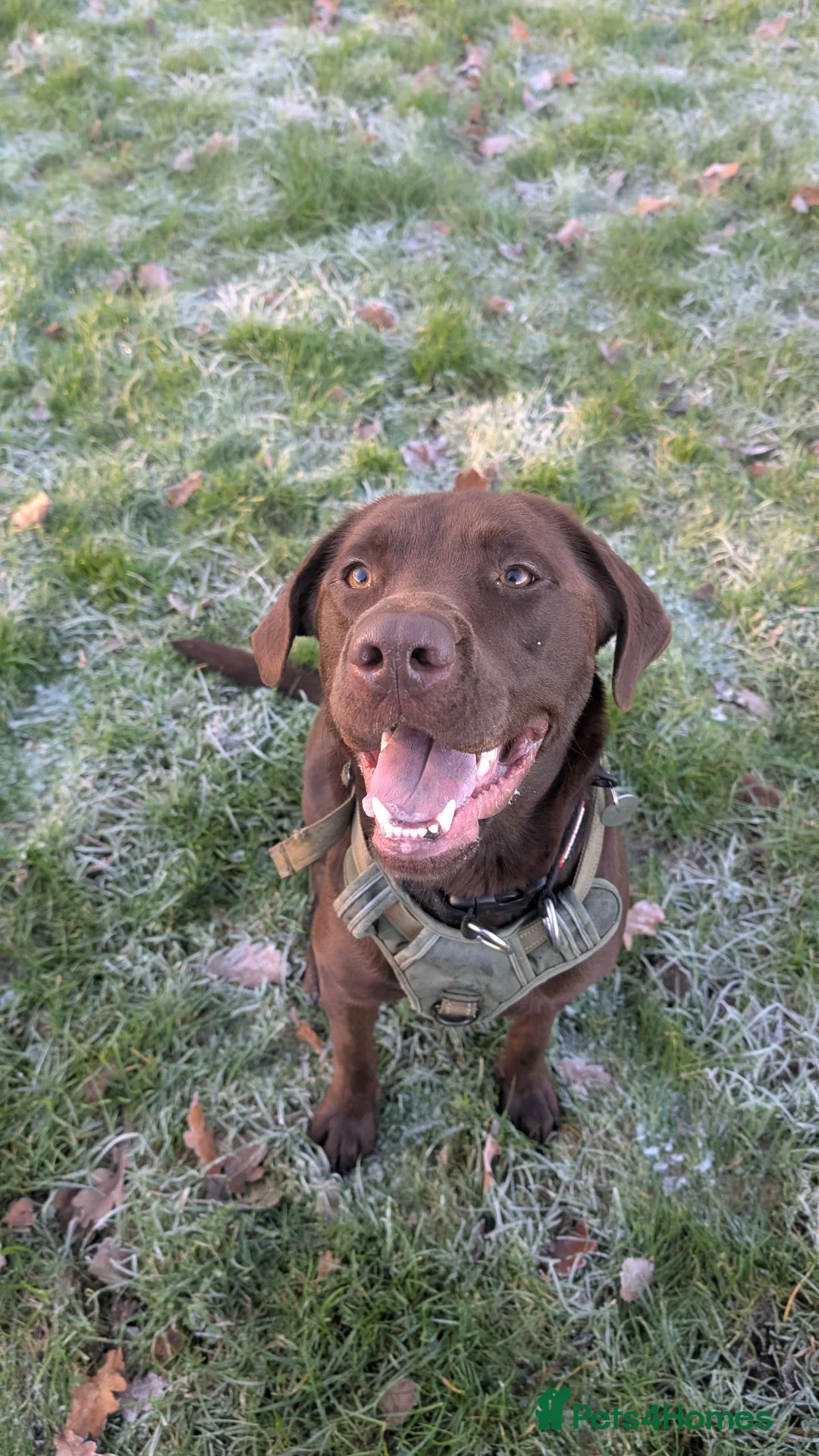 Labrador Retriever dogs for sale: Milo- Chocolate Labrador full of love - Advert 2