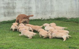 Golden Retriever dogs for sale: KC GOLDEN RETRIEVER PUPPIES  - Image 2