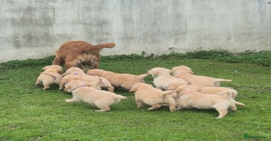 Golden Retriever dogs - Advert 5