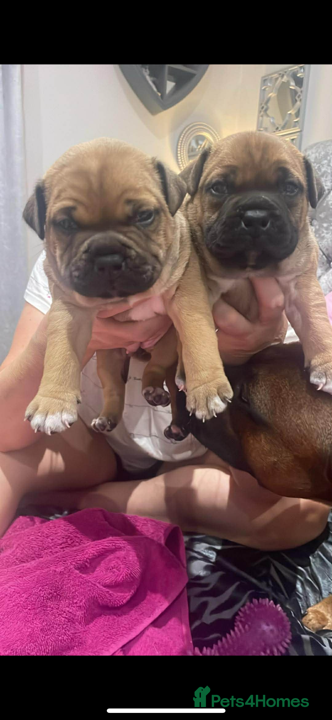 Staffordshire Bull Terrier dogs for sale: Beautiful chunky red staffys  - Advert 13