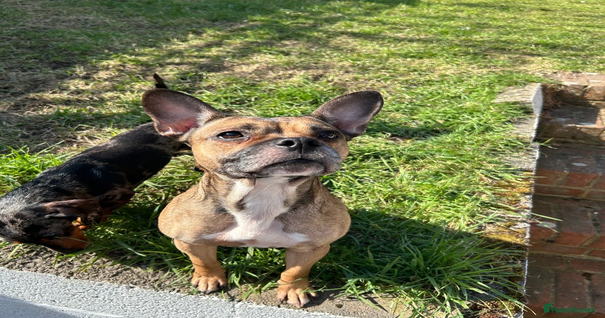 Staffy and frenchie mix for sale in Gillingham Pets4Homes
