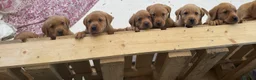 Labrador Retriever dogs for sale: Pedigree Fox Red Labrador Puppies - Advert 4