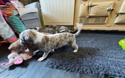 Whippet dogs for sale: Beautiful KC Whippet pups 5 boys - Image 29