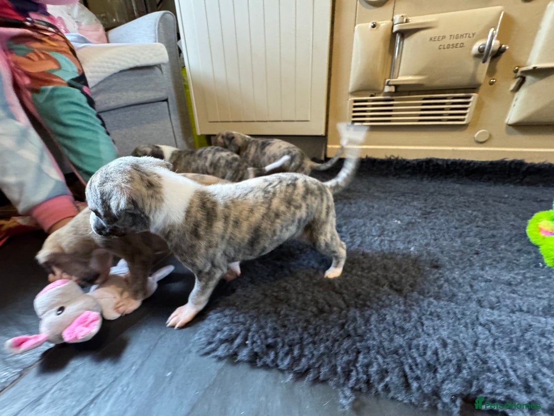 Whippet dogs for sale: Beautiful KC Whippet pups 5 boys - Image 29