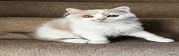 British Longhair cats for sale: Fawn and white British longhair male  - Advert 2