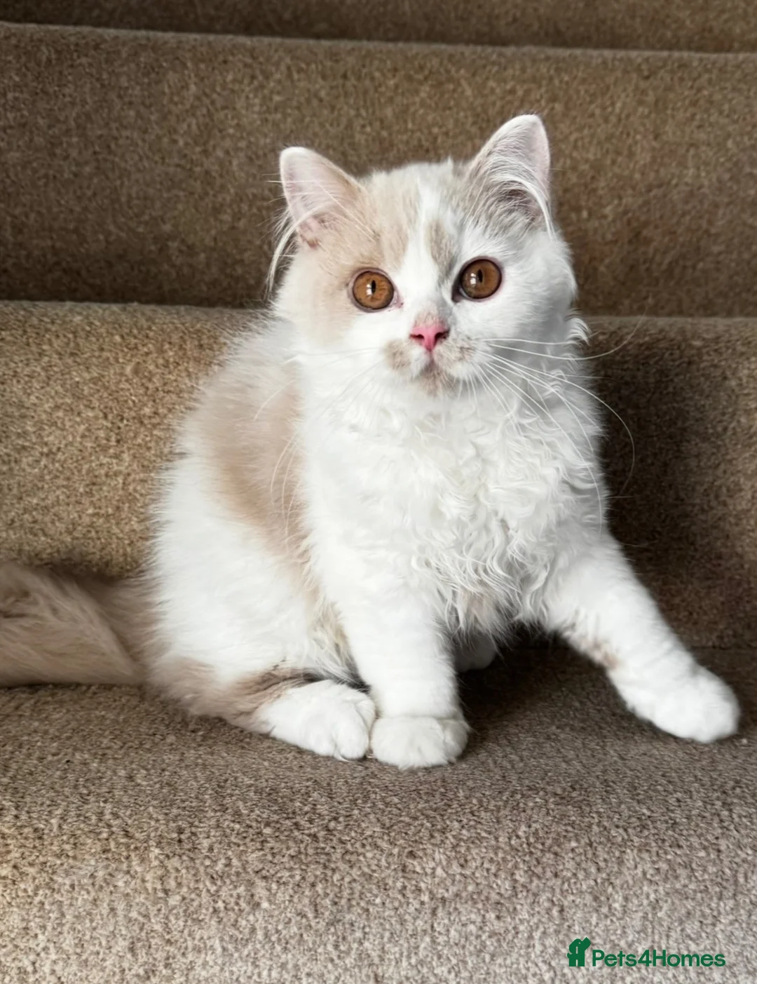 British Longhair cats for sale: Fawn and white British longhair male  - Advert 2