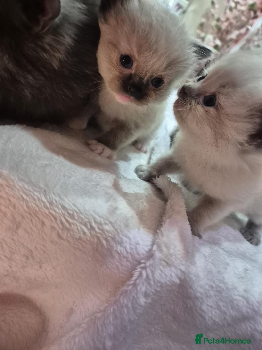 Ragdoll cats for sale: 4 ragdolls ready to leave now  - Image 38