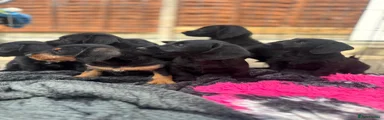 Doxiepoo 4