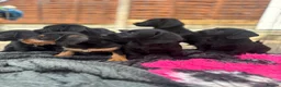 Doxiepoo dogs for sale: Beautifully bread Doxiepoos  - Advert 3