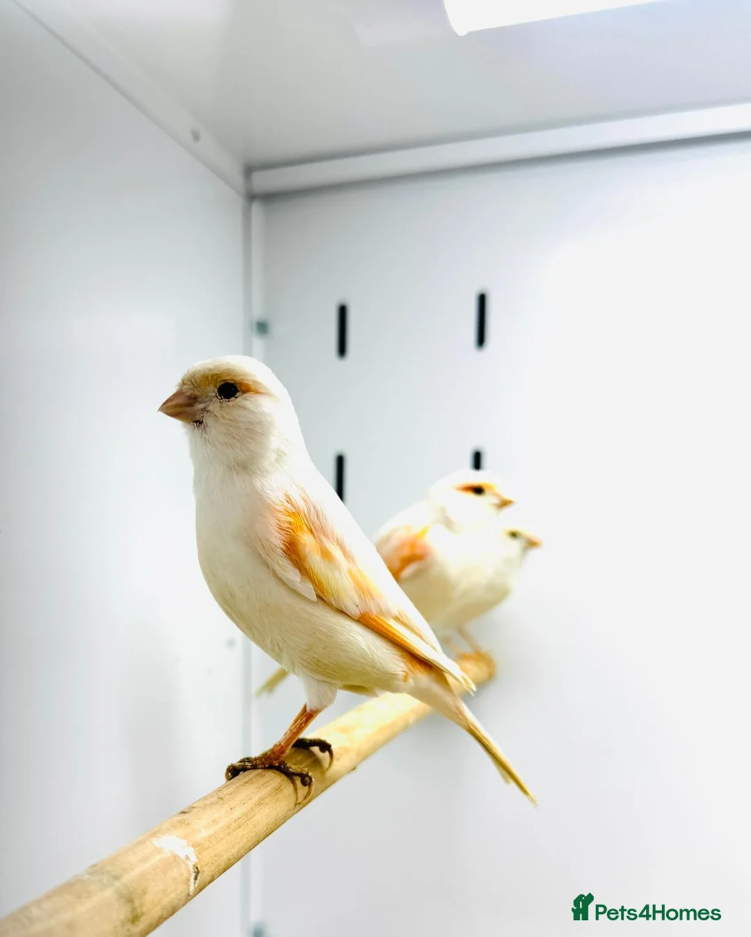 Canaries birds for sale: Red mosaic . Harlequin. Red factor - Advert 10