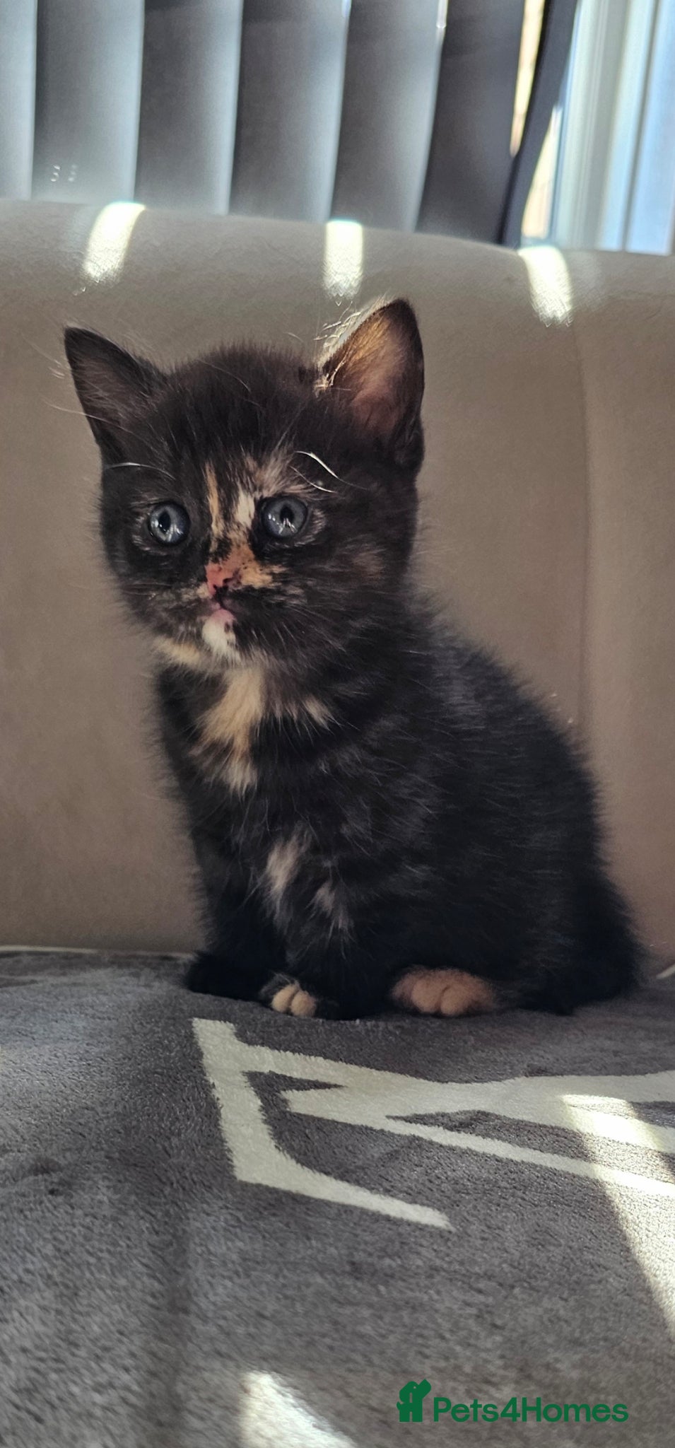 British Shorthair cats Beautiful British shorthair kittens 😸  - Advert 9