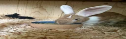 Continental Giant rabbits for sale: Continental giant rabbit babies  - Advert 4