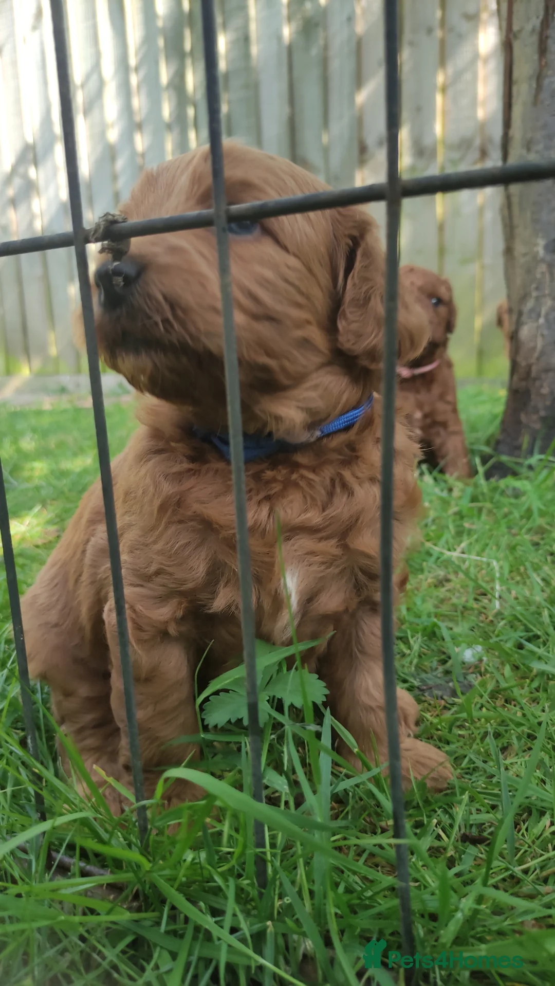 Cavapoochon dogs for sale: 5 Beautiful Cavapoochon puppies, 2 Boys, 3 Girls in Peterborough - Advert 1
