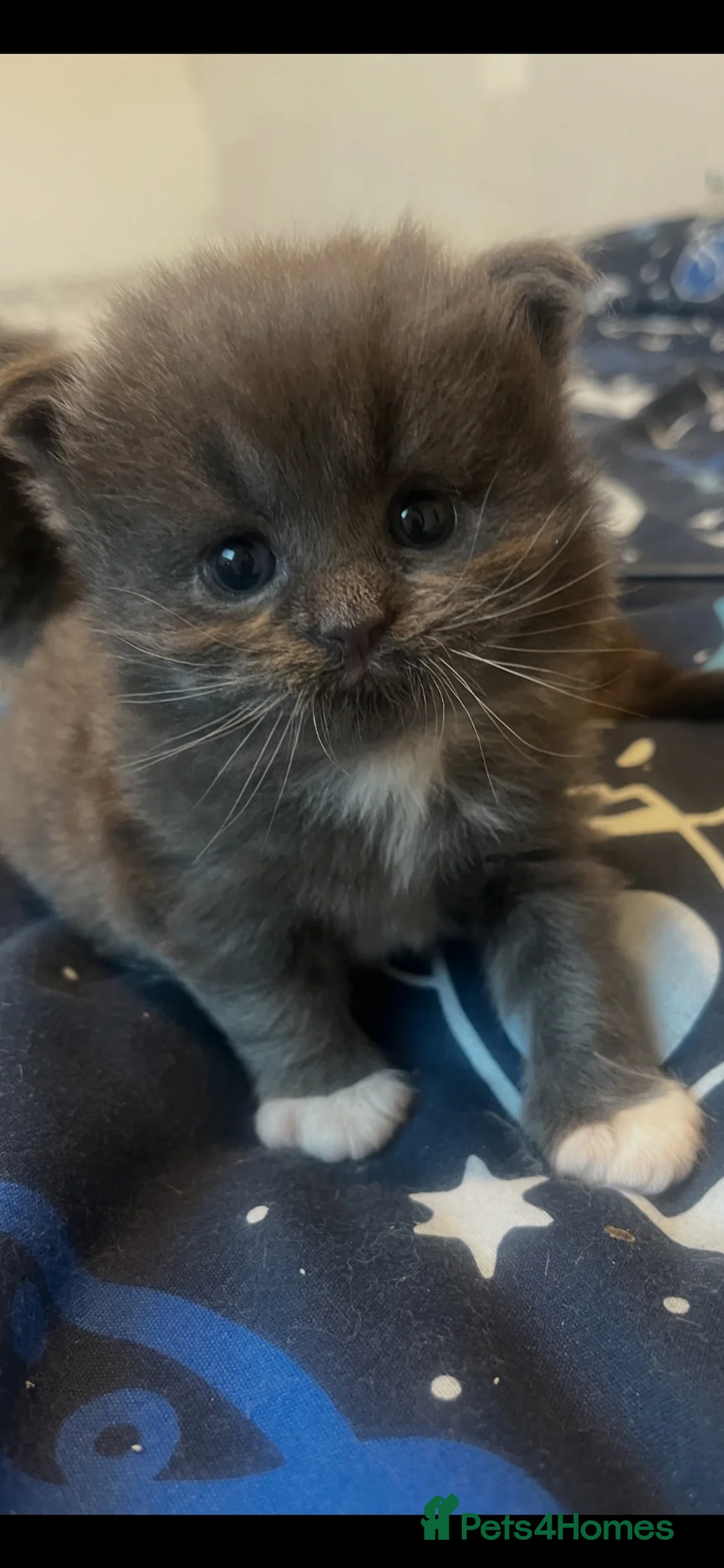 Persian cats for sale: Beautiful Persian babies  - Advert 14