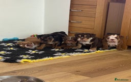 English Bulldog dogs for sale: READY TO LEAVE STUNNING ENGLISH BULLDOGS  - Image 2
