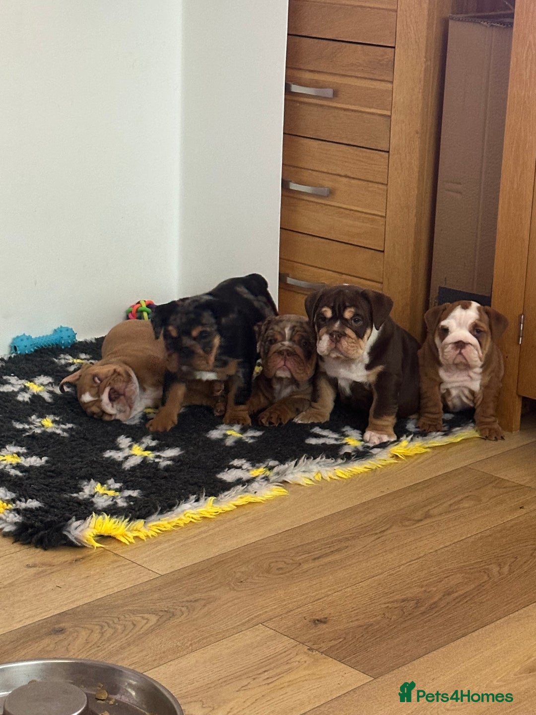 English Bulldog dogs for sale: READY TO LEAVE STUNNING ENGLISH BULLDOGS  - Image 2