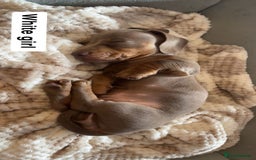 Dachshund dogs for sale: Dachshund puppies - Image 9