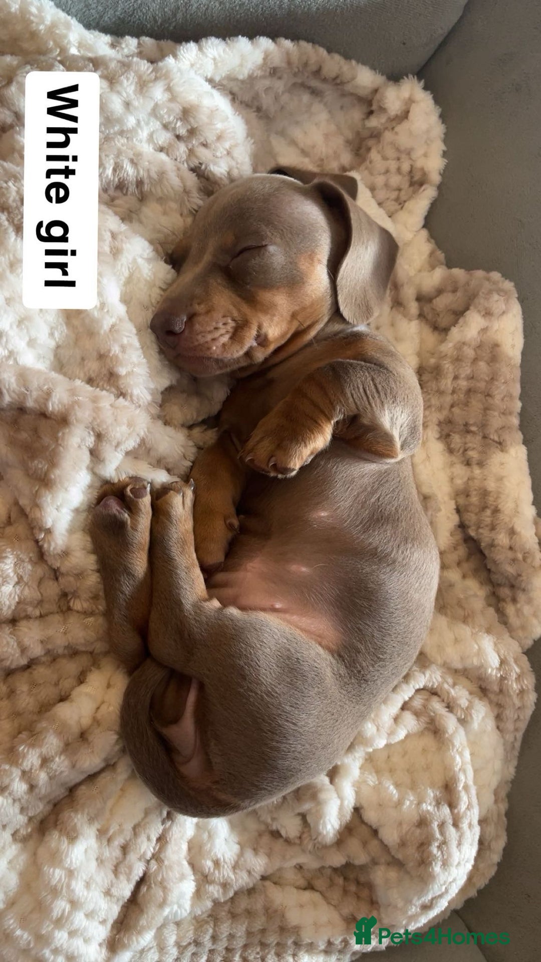 Dachshund dogs for sale: Dachshund puppies - Image 9