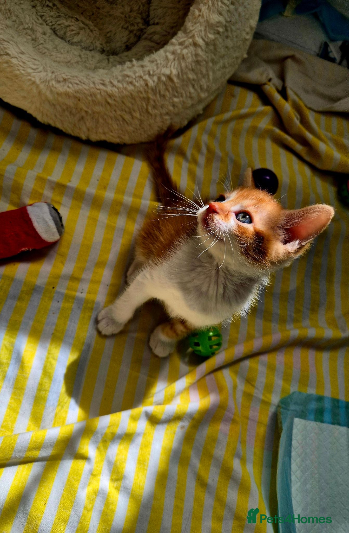 Mixed Breed cats Ready to go sweet ginger kittens  🐾 - Advert 16
