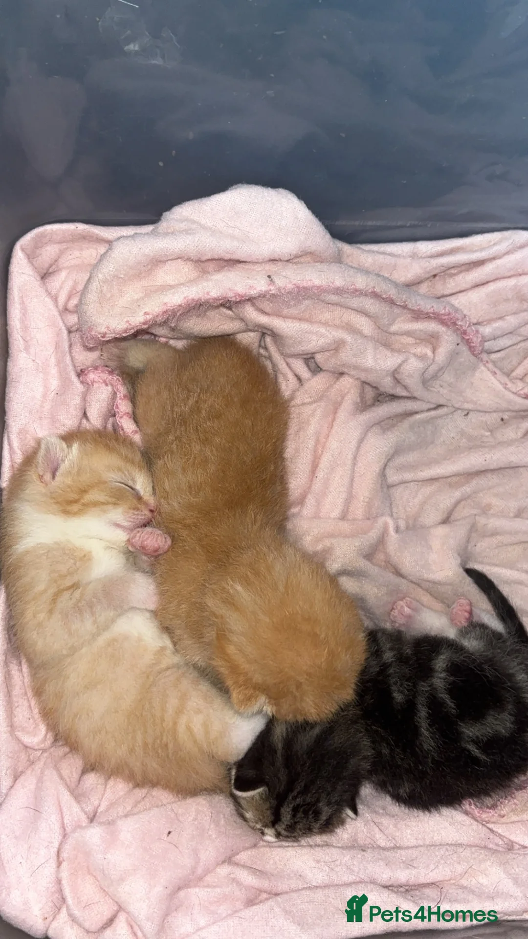 Mixed Breed cats for sale: 3 beautiful male kittens for sale too good homes. - Advert 12