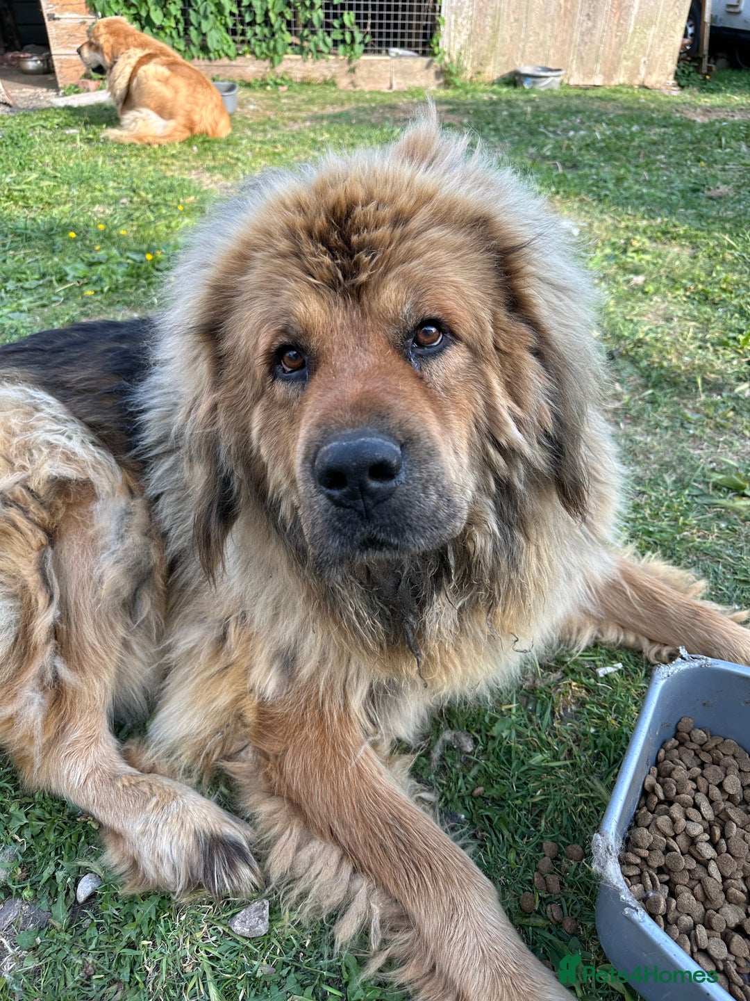 Tibetan Mastiff dogs for sale: Tibetan Mastiff pup - 6 Months old - Image 5