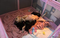 Mixed Breed dogs for sale: Labrador X Yorkshire terrier  - Image 9
