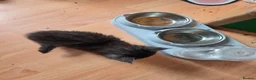 Maine Coon cats for sale: TICA REGISTERED STUNNING KITTENS  - Advert 9