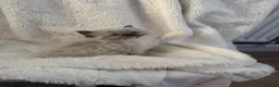 Persian cats for sale: Stunning Persian kittens  - Advert 1