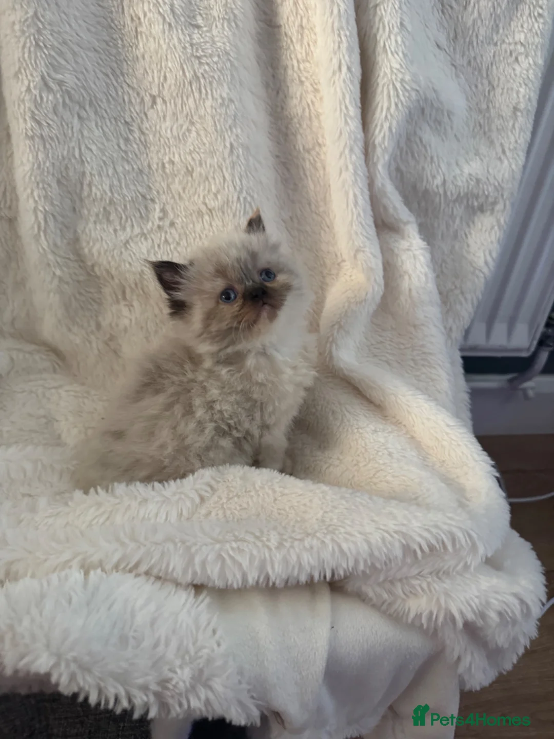 Persian cats for sale: Stunning Persian kittens  - Advert 1
