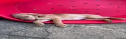 Labrador Retriever dogs for sale: 1 girl left…Beautiful litter of Labrador puppies - Advert 3