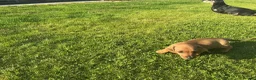 Miniature Dachshund dogs for sale: KC REG Miniature dachshunds. Council licensed - Advert 12