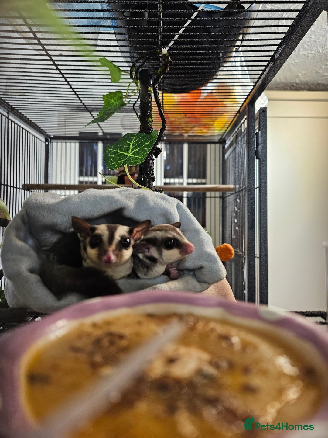 Sugar Glider rodents for sale: Stunning Male & Female Grey sugar glider pair - Advert 4