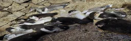 Ducks poultry for sale: Beautiful muscovy ducklings  - Advert 2