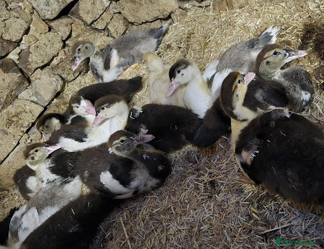 Ducks poultry for sale: Beautiful muscovy ducklings  - Advert 2