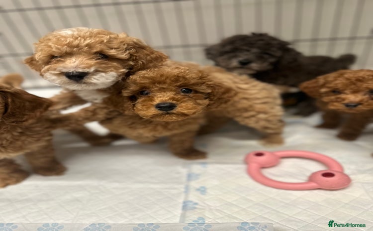 Cockapoo dogs Unique cockapoo babies 🧸 - Advert 10