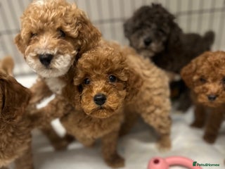 Cockapoo dogs Unique cockapoo babies 🧸 - Advert 7