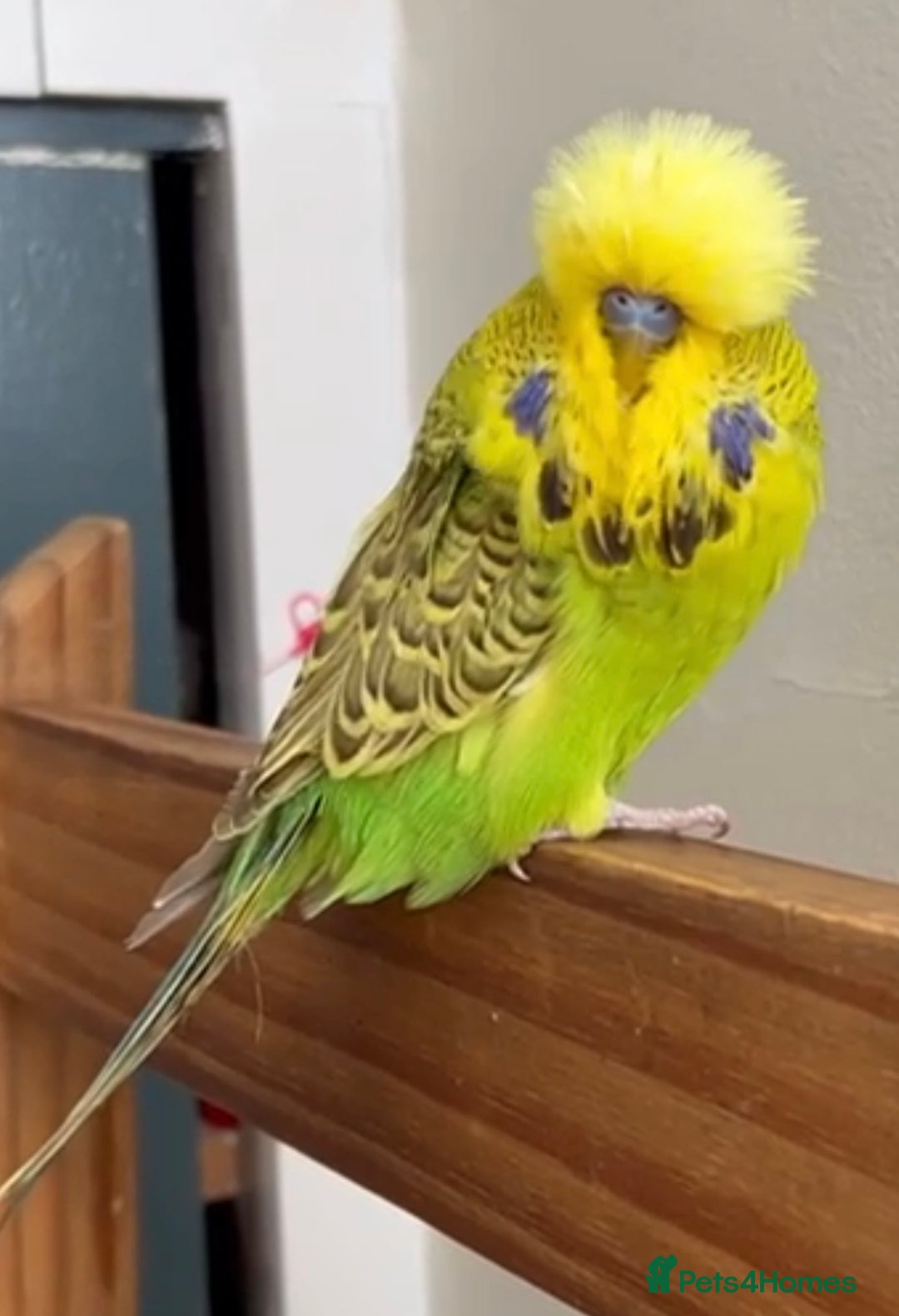 Budgerigars birds for sale: Beautiful Silly Tame Exhibition Budgie - Image 3