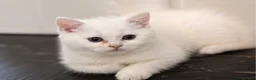 British Shorthair cats for sale: British shorthair adorable kittens ❤️ - Advert 15