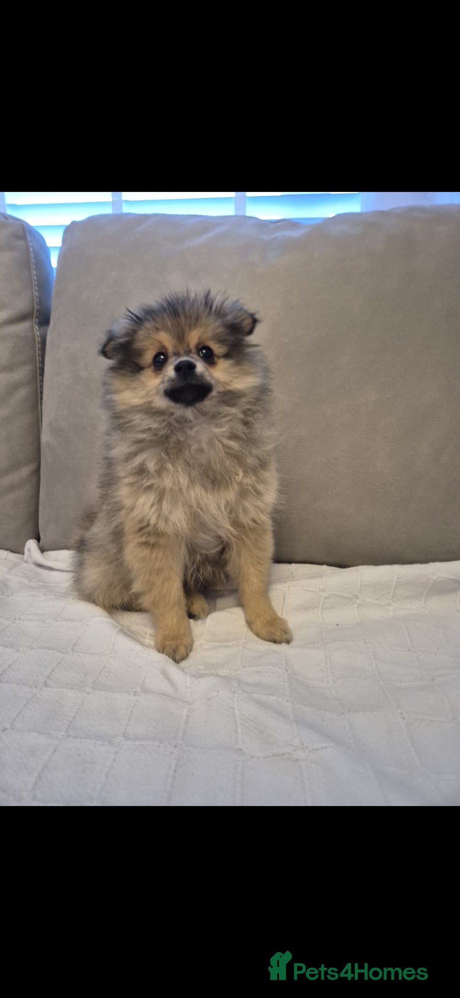 Pomeranian dogs  The Last Boy  Beautiful Pomeranian Ready Now - Advert 12