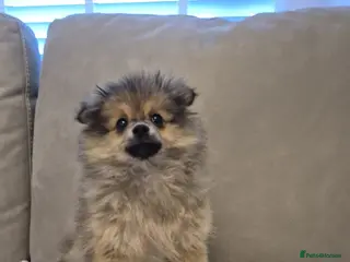 Pomeranian dogs The Last Boy Beautiful Pomeranian Ready Now - Advert 12