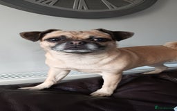 Mixed Breed dogs for sale: Lovely female chug dog  - Image 2